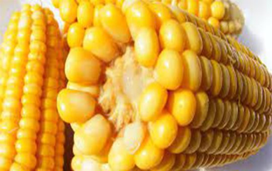 Maize/Corn/Makai Price in Pakistan today