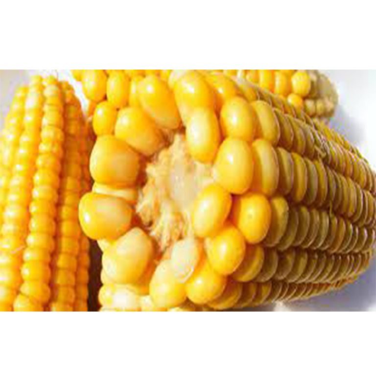 Maize/Corn/Makai Price in Pakistan today
