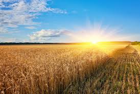 Wheat Rate in Pakistan today 2023, Wheat rate in Pakistan today, 1 KG wheat price in Pakistan today, Wheat price in Pakistan 2023, 50 KG wheat price in Pakistan, Wheat price in Pakistan Punjab, Wheat price in Pakistan Sindh, Black wheat price in Pakistan, Wheat rate today, 1 kg wheat price in karachi today, What is the price of wheat in Pakistan?What is the price of 1kg wheat?What is the current price of wheat?