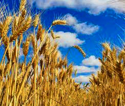 Wheat Rate in Pakistan today 2023, Wheat price in Pakistan 2023, 50 KG wheat price in Pakistan, Wheat price in Pakistan Punjab, Wheat price in Pakistan Sindh, Black wheat price in Pakistan, Wheat rate today, 1 kg wheat price in karachi today, What is the price of wheat in Pakistan?What is the price of 1kg wheat?What is the current price of wheat?