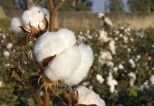 Cotton Rates in Pakistan today 2026 Cotton price in Pakistan