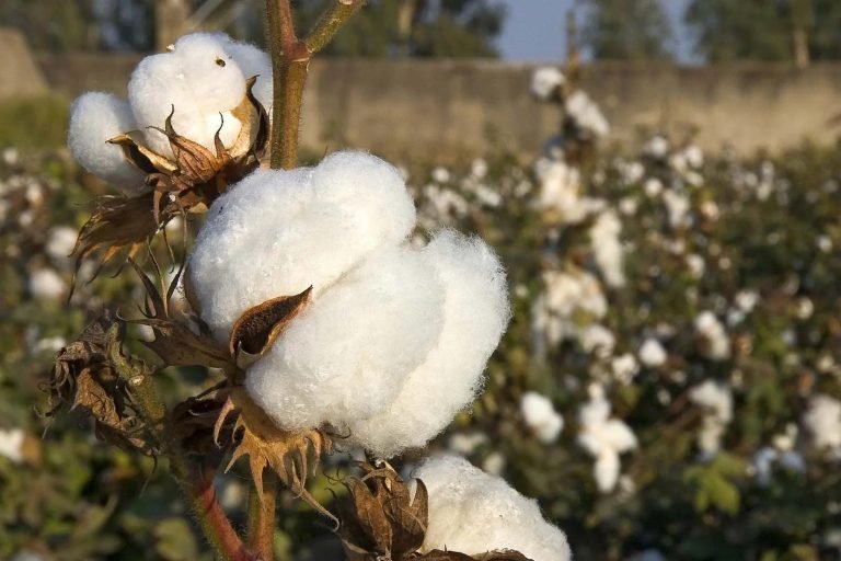 Cotton price in Pakistan