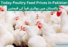 Chicken Poultry Feed Price List in Pakistan Today 2025 National feed Rate List, Islamabad poultry feed Rate Today, Feed Rate in Pakistan Today