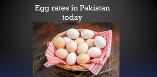 Egg rates in Pakistan today January 28, 2026 Egg price Egg rates in Pakistan