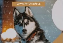 Siberian Husky Price In Pakistan 2025 | Husky Dog Price husky price IN Pakistan
