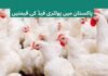 Chicken Poultry Feed Price List in Pakistan Today 2026 National feed Rate List, Islamabad poultry feed Rate Today, Feed Rate in Pakistan Today
