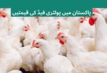 Chicken Poultry Feed Price List in Pakistan Today 2026 National feed Rate List, Islamabad poultry feed Rate Today, Feed Rate in Pakistan Today