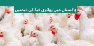 Chicken Poultry Feed Price List in Pakistan Today 2026 National feed Rate List, Islamabad poultry feed Rate Today, Feed Rate in Pakistan Today