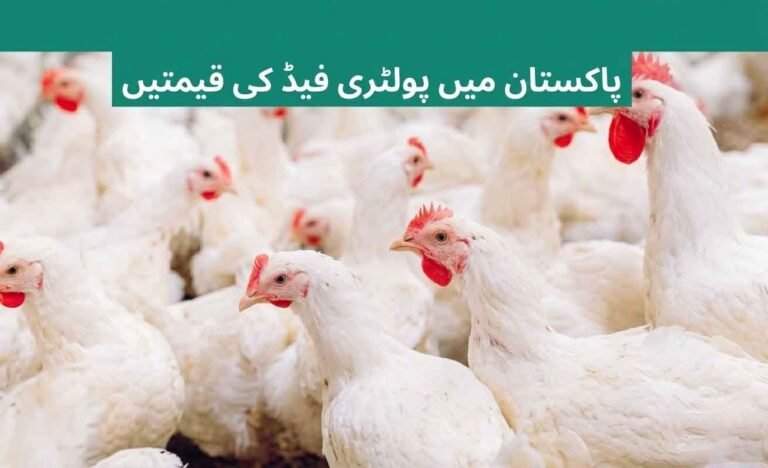 Chicken Poultry Feed Price List in Pakistan Today 2026