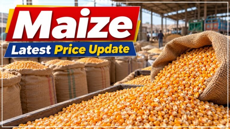 Maize Price in Pakistan: Makai Rates per 40 kg 1 Featured image for Pakistan price information article